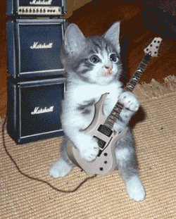 le chat fait la music